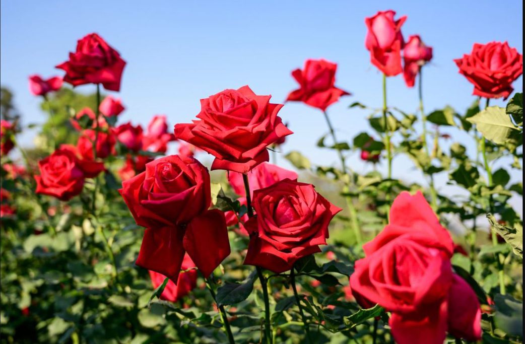 After the roses Fade: Here's how to preserve the meaning of love all year after Valentine's day