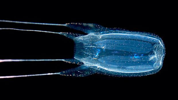 10 Most Dangerous Animals in the World
