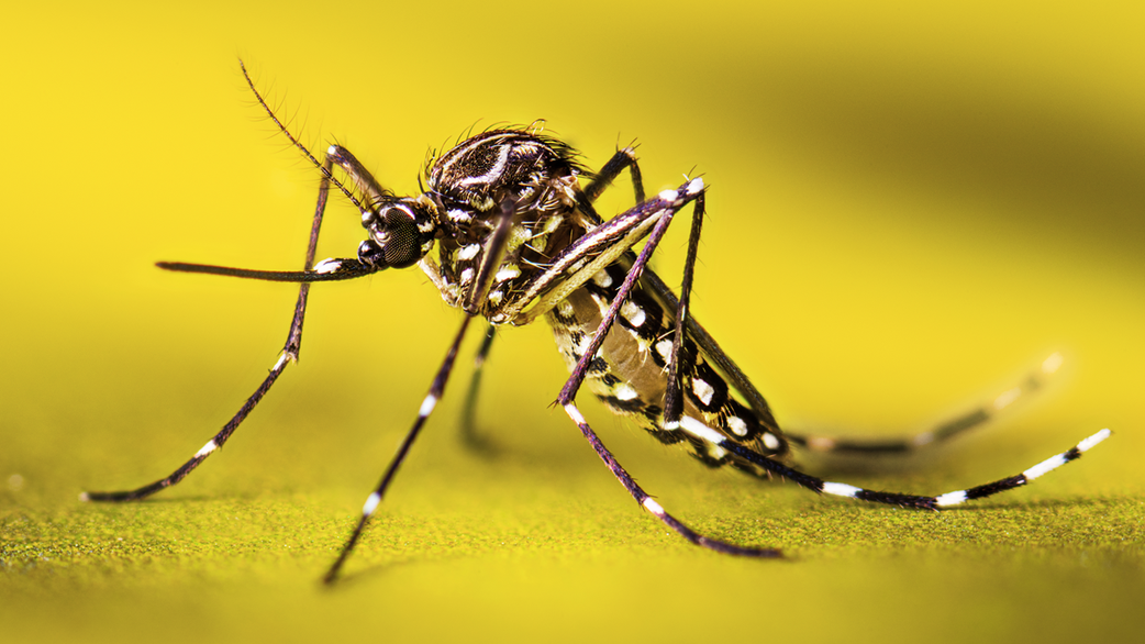 10 Most Dangerous Animals in the World