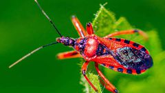 10 Most Dangerous Animals in the World
