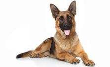 10 Most Dangerous Animals in the World