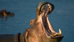 10 Most Dangerous Animals in the World