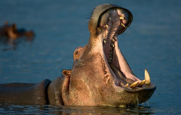 10 Most Dangerous Animals in the World