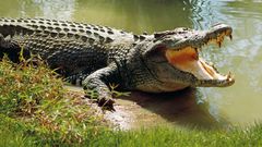 10 Most Dangerous Animals in the World