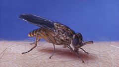 10 Most Dangerous Animals in the World