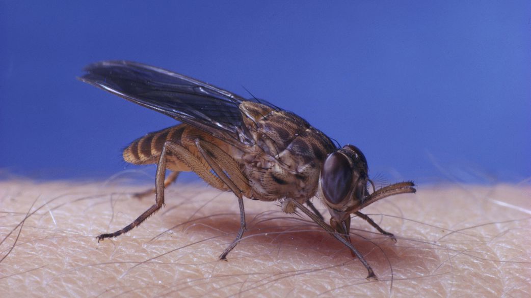 10 Most Dangerous Animals in the World