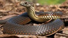 10 Most Dangerous Animals in the World