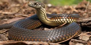 10 Most Dangerous Animals in the World