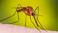 Photo via https://www.cdc.gov