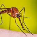 Photo via https://www.cdc.gov