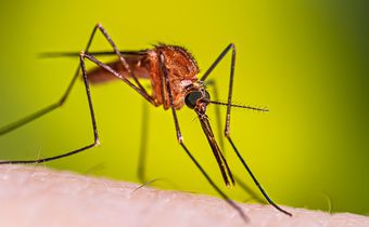 Photo via https://www.cdc.gov