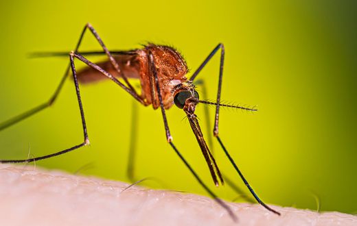 Photo via https://www.cdc.gov