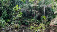 Ankasa Conservation Area