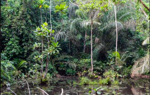 Ankasa Conservation Area