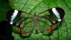 glass winged butterfly [princeedwardisland]