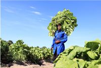 A woman harvests tobacco from the fields of Little Knots farm, in Norton, Zimbabwe. REUTERS/Philimon Bulawayo