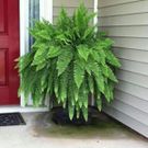Boston fern [GardenGoodsDirect]