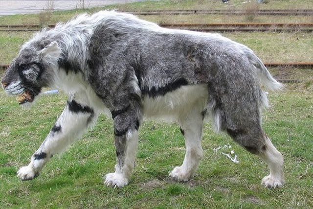 Extremely rare animals on the brink of extinction [YouTube]