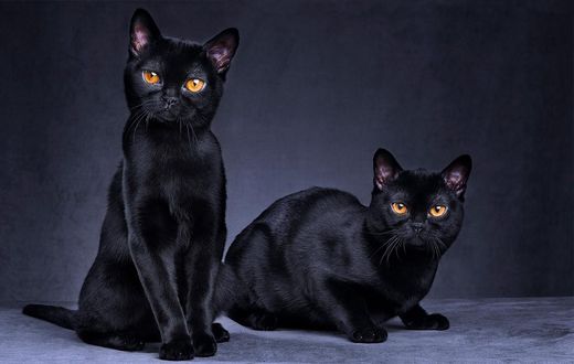 Why are black cats considered bad luck? [HowStuffWorks]