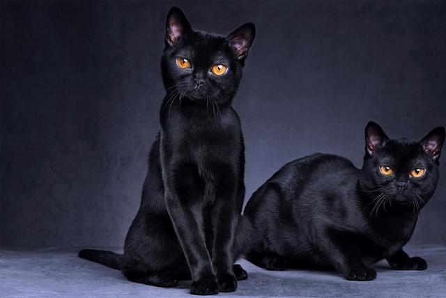 Why are black cats considered bad luck? [HowStuffWorks]