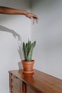Snake plant [shopyarrow]