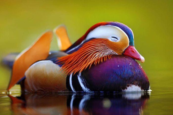 The most beautiful animals on earth