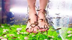 Live fish pedicures [Cudo]