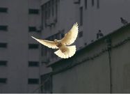 Praying for Peace in the Midst of Battle