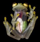 The glass frog [medium]