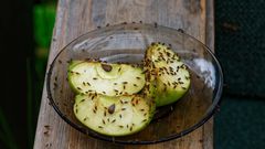 How to get rid of fruit flies [Poulin'sPestControl]