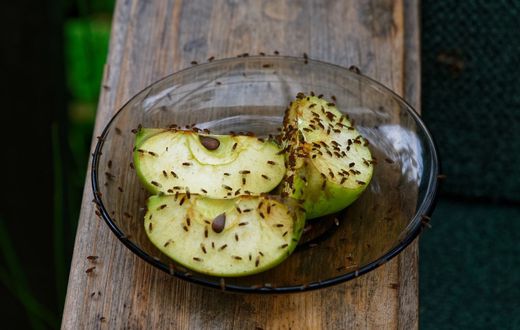 How to get rid of fruit flies [Poulin'sPestControl]