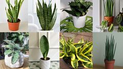 Indoor plants that purify the air in your home [MinorityVoices]