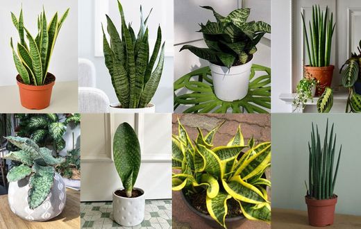 Indoor plants that purify the air in your home [MinorityVoices]