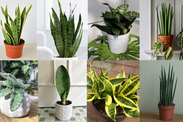 Indoor plants that purify the air in your home [MinorityVoices]