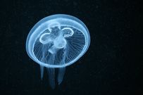 The moon jelly fish [seattleaquarium]