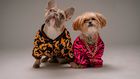 Celebrity pets [Plann]