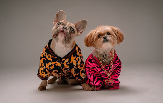 Celebrity pets [Plann]