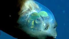 Transparent animals in the world [nationalmarinesanctuaryfoundation]