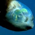 Transparent animals in the world [nationalmarinesanctuaryfoundation]