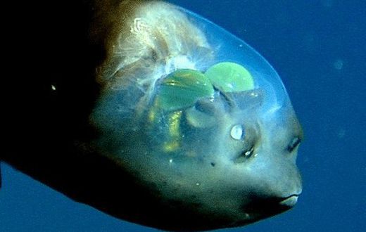 Transparent animals in the world [nationalmarinesanctuaryfoundation]