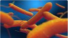 Typhoid fever