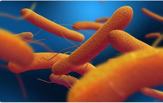 Typhoid fever