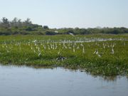 Why losing wetlands is worse than losing WiFi – Here’s why you should care