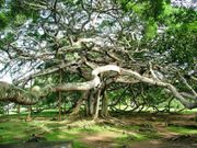 550-year-old banyan tree