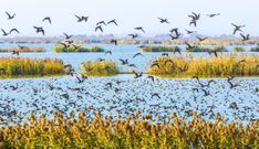 Why losing wetlands is worse than losing WiFi – Here’s why you should care