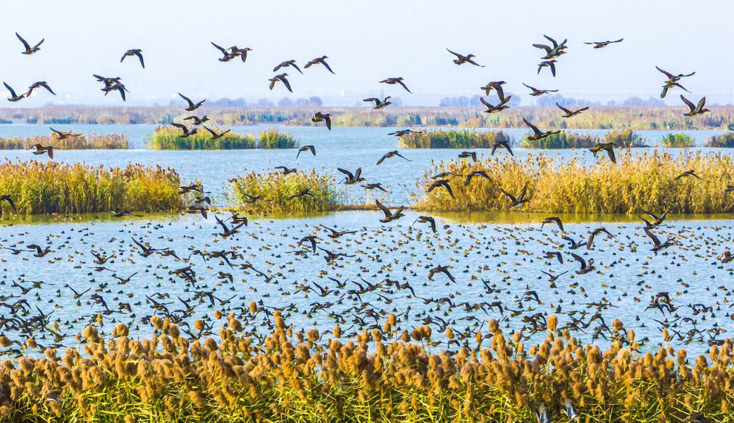 Why losing wetlands is worse than losing WiFi – Here’s why you should care