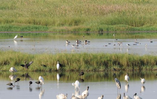 Why losing wetlands is worse than losing WiFi