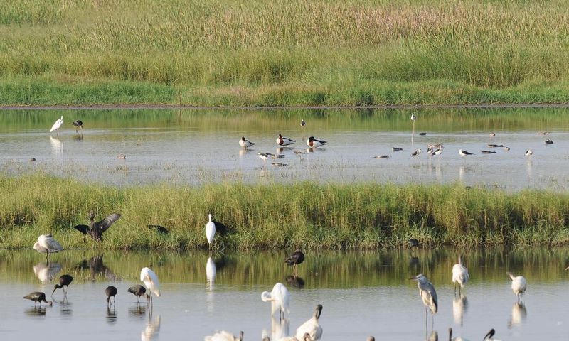 Why losing wetlands is worse than losing WiFi