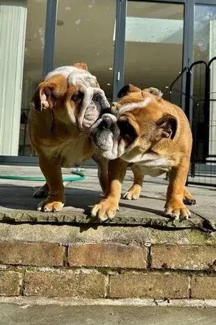 Garnacho Dogs