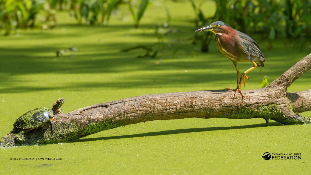 Why losing wetlands is worse than losing WiFi – Here’s why you should care